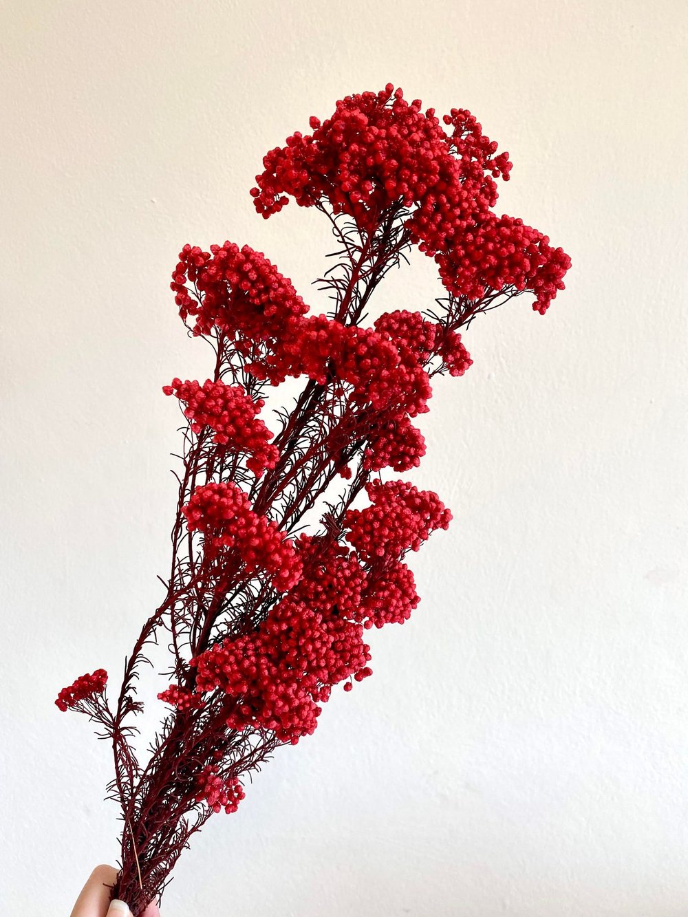 Dried Rice Flower