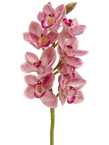 Art Cymbidium