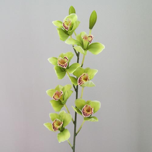 Art Cymbidium