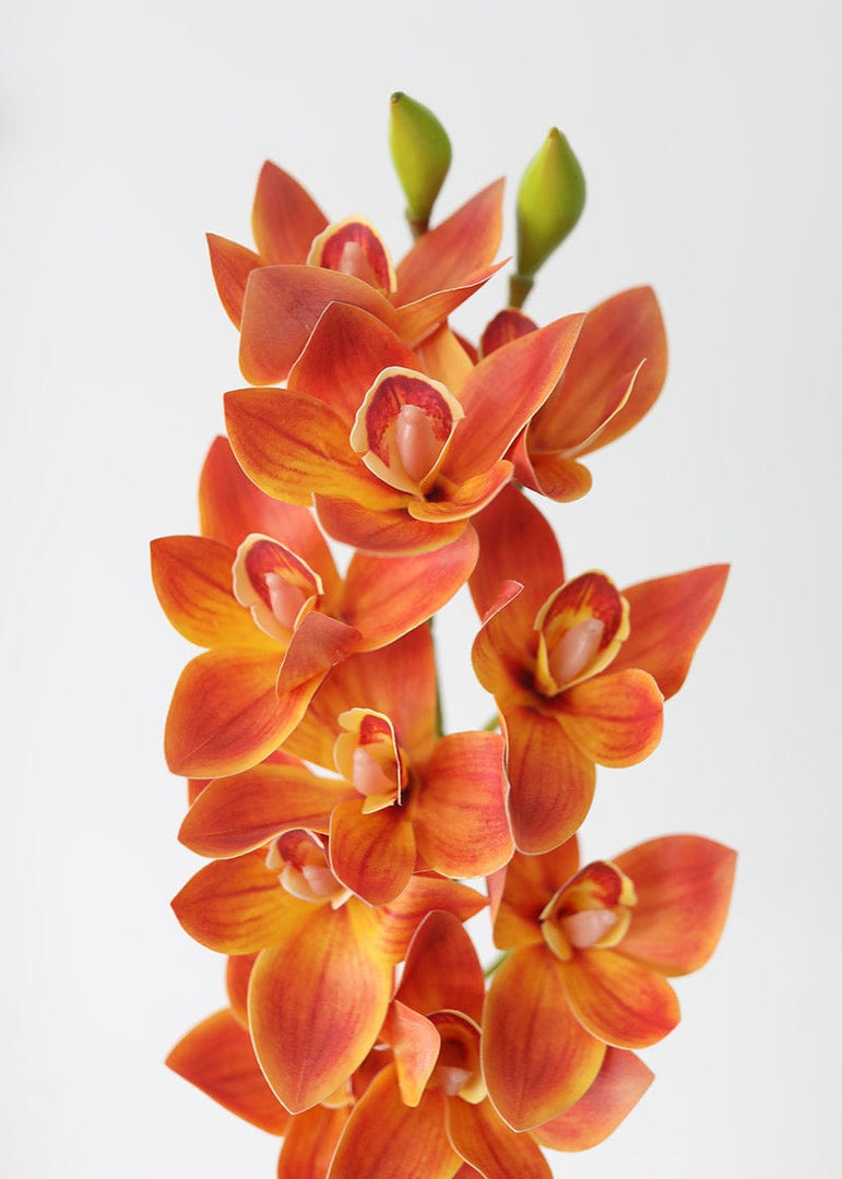 Art Cymbidium