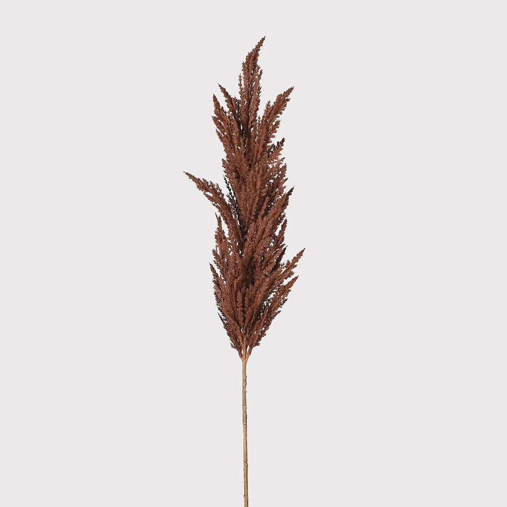 Dried Pampass / Dried Cortaderia