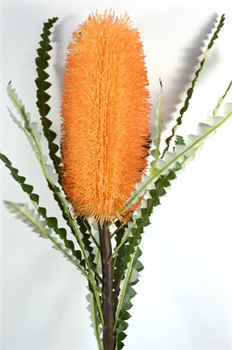 Art Banksia