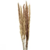 Dried Pampas Natural Brown 70 cm