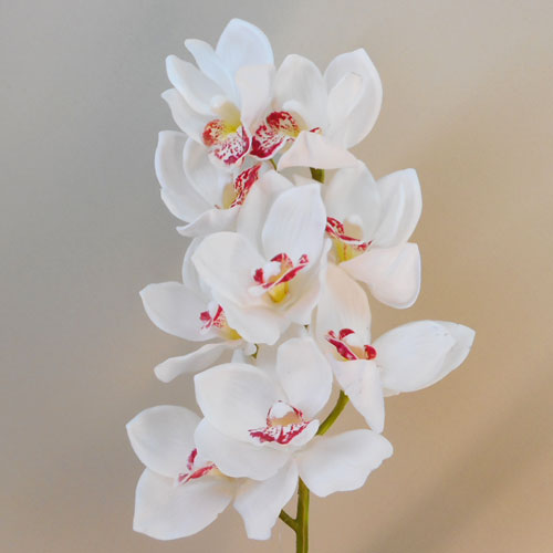 Art Cymbidium