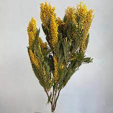 Dried Mimosa