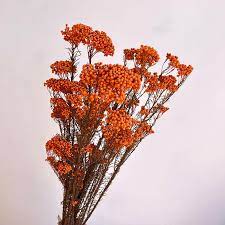 Dried Rice Flower