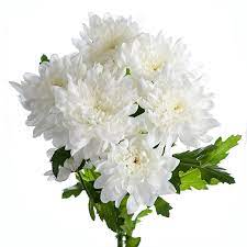 Fresh Chrysanthemum Spray Petrushka