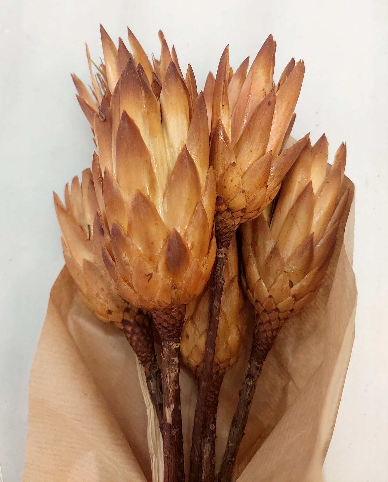 Dried Protea Natural