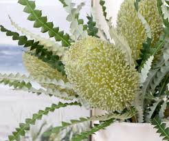 Art Banksia