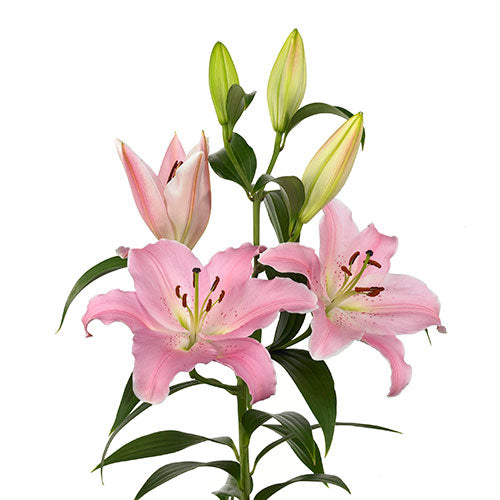 Fresh Lily Oriental