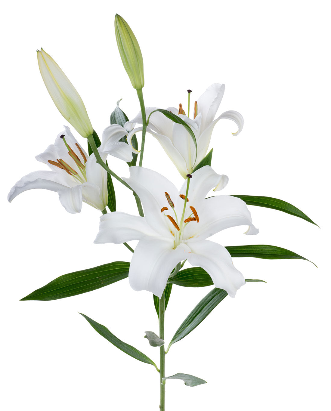 Fresh Lily Oriental