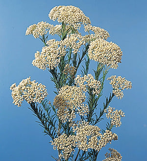 Dried Rice Flower