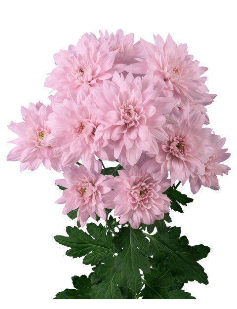 Fresh Chrysanthemum Spray Petrushka