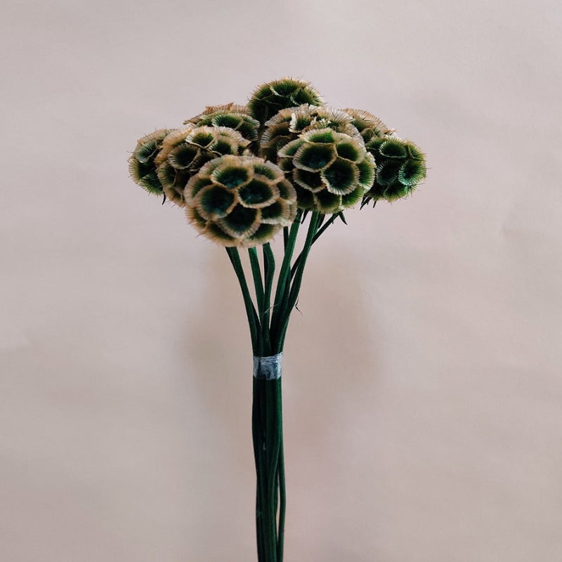 Dried Scabiosa Stabilizzato