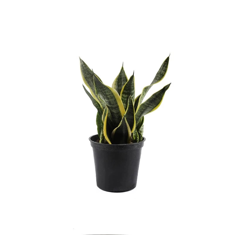 Plant Sansevieria trifasciata