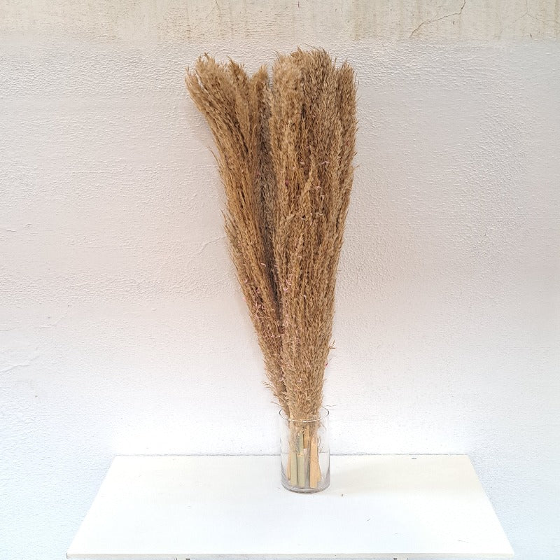 Dried Pampass / Dried Cortaderia