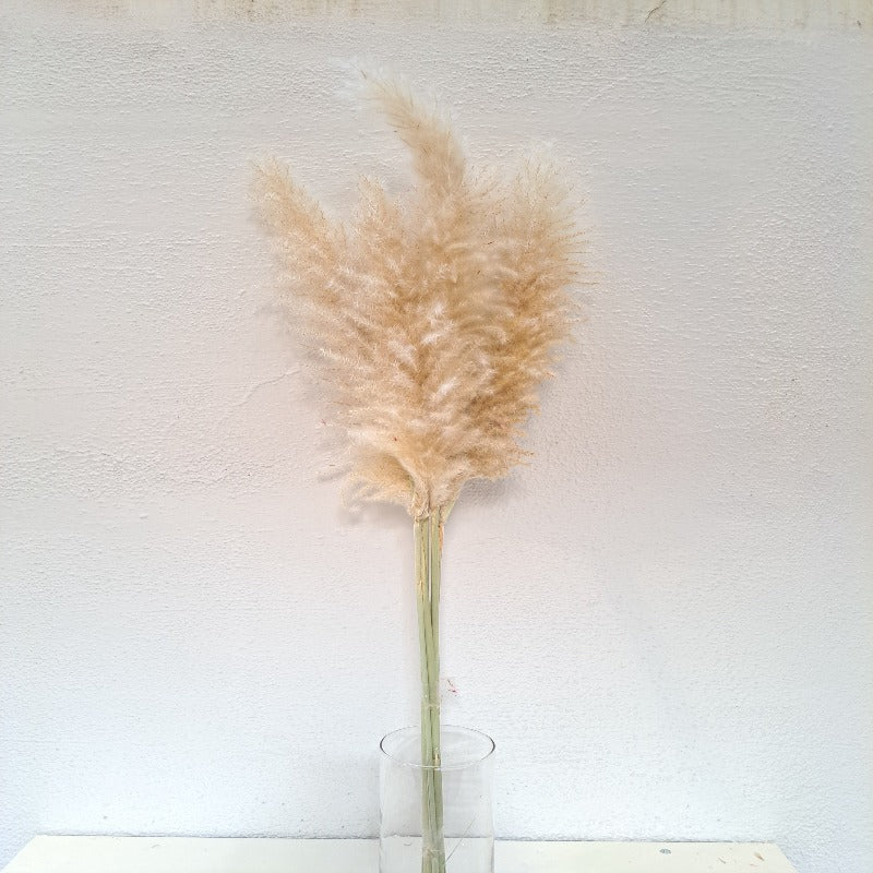 Dried Pampass / Dried Cortaderia