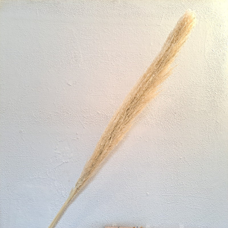 Dried Pampass / Dried Cortaderia