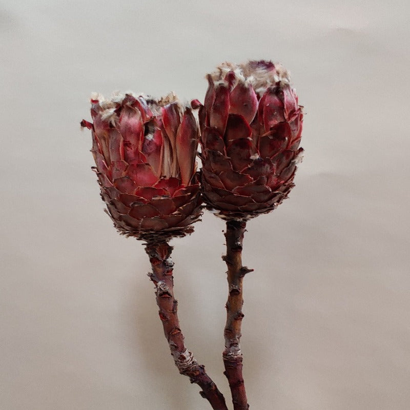 Dried Protea Barbigera