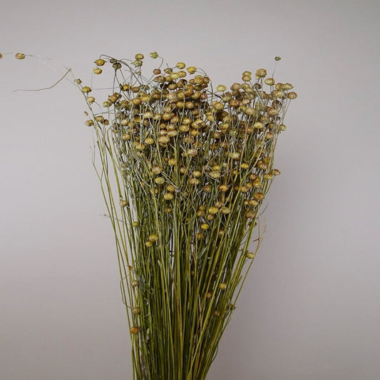 Dried Linum