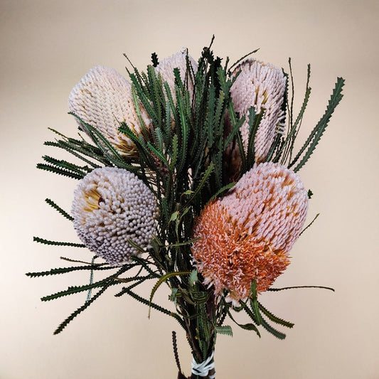 Dried Banksia