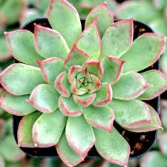 Plant Echeveria