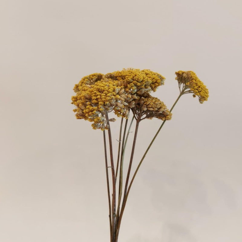 Dried Achillea