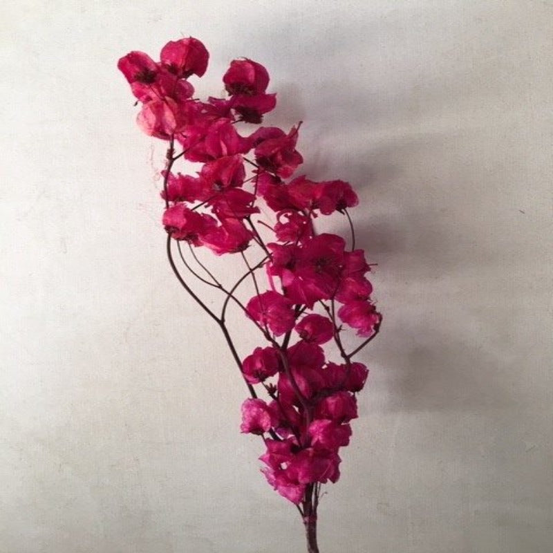 Dried Bougainvillea