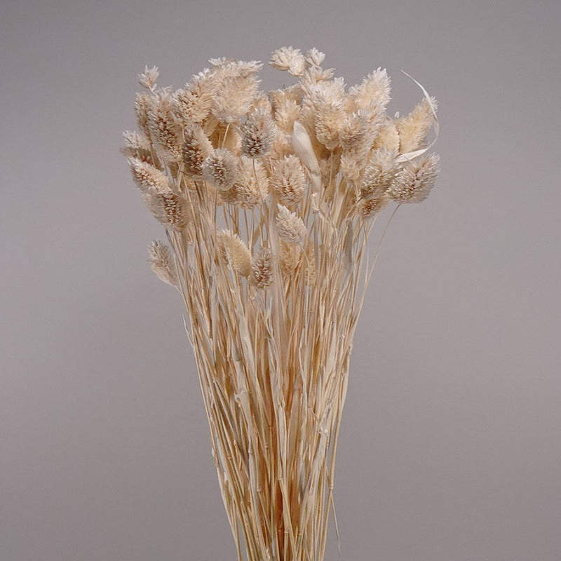 Dried Phalaris