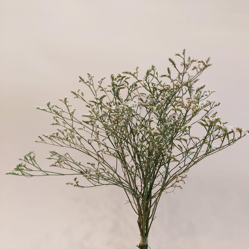 Dried limonium