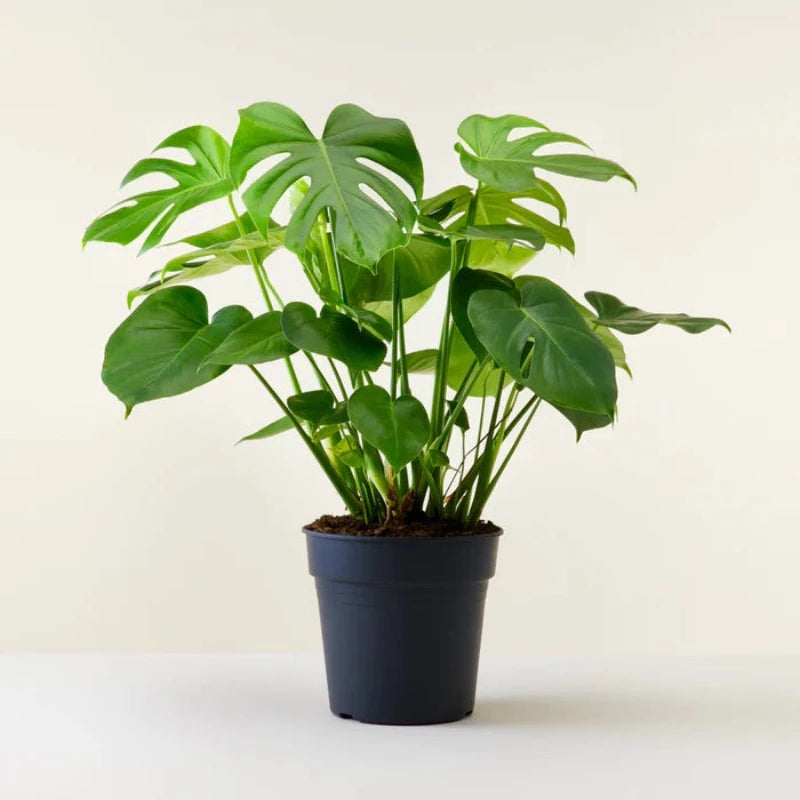 Plant Monstera