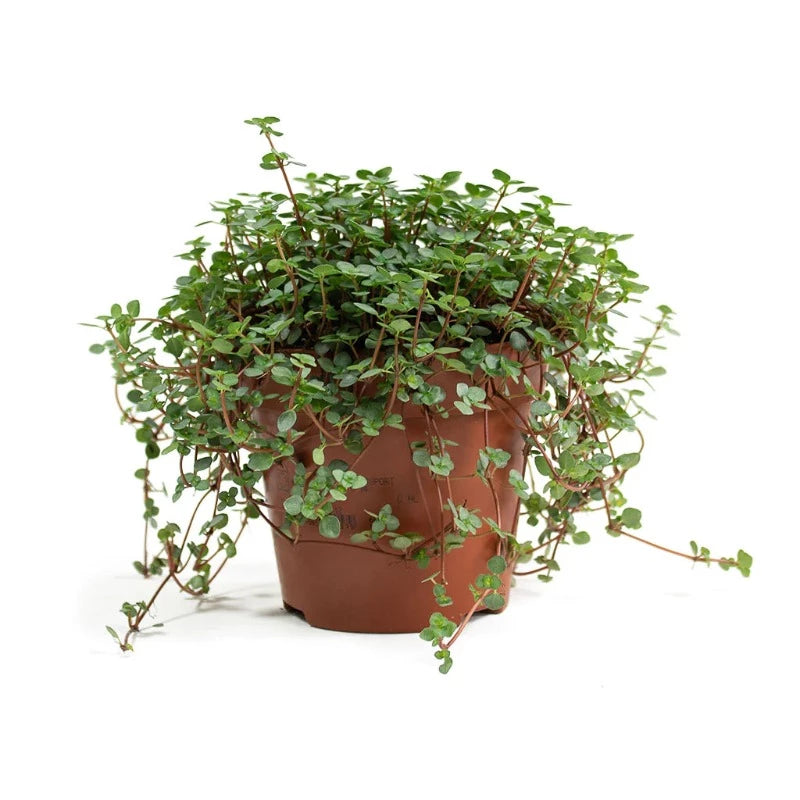 Plant Pilea Glaucophylla