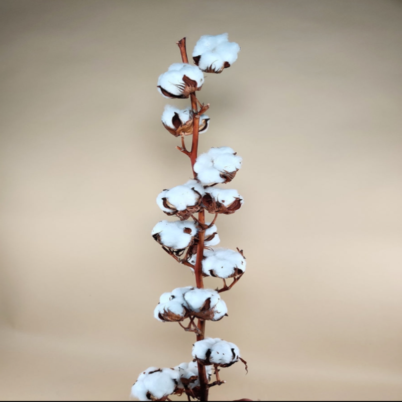 Dried Gossypium Cotton