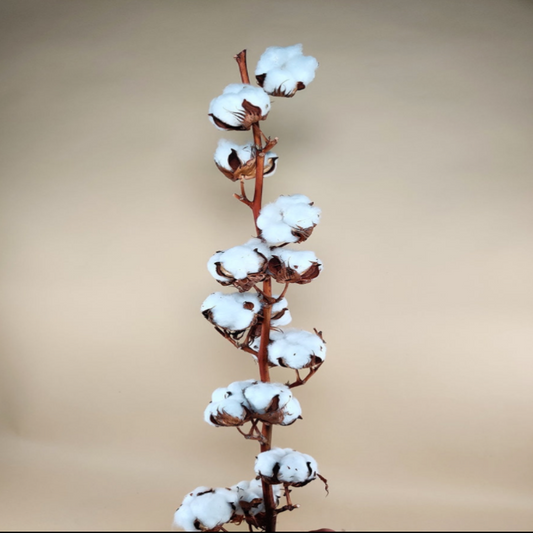 Dried Gossypium Cotton