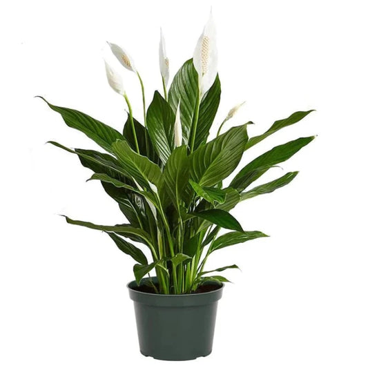 Plant Spathiphyllum