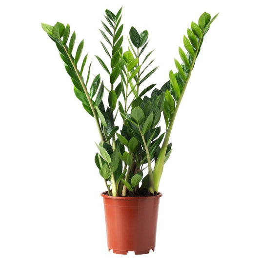 Plant Zamioculcas zamifolia