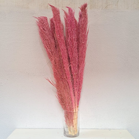 Dried Pampass / Dried Cortaderia