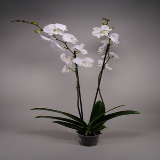 Plant Phalaenopsis Orchid Collection