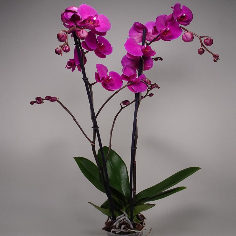 Plant Phalaenopsis Orchid Collection