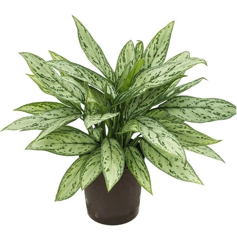 Plant Aglaonema silver queen