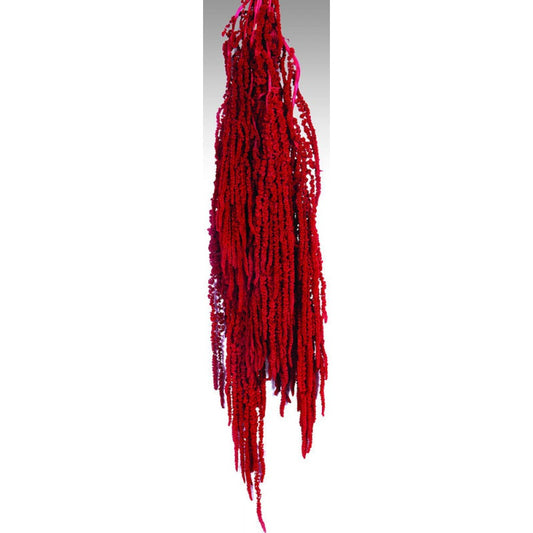 Dried Amaranthus Hanging