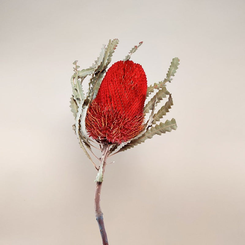 Dried Banksia