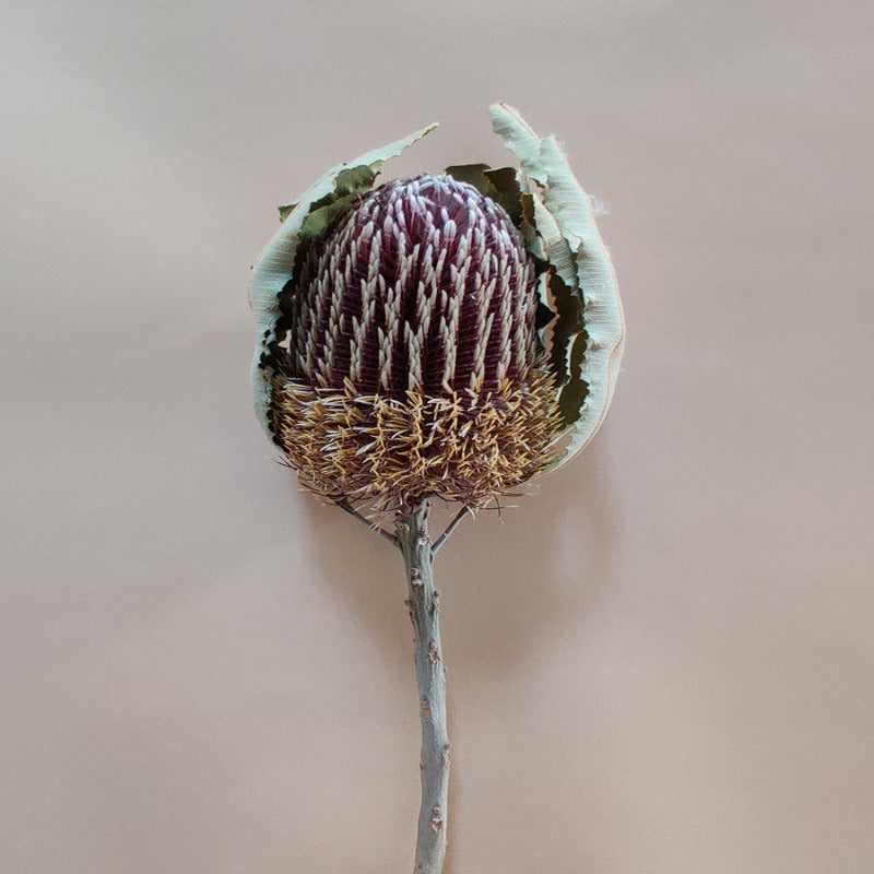 Dried Banksia