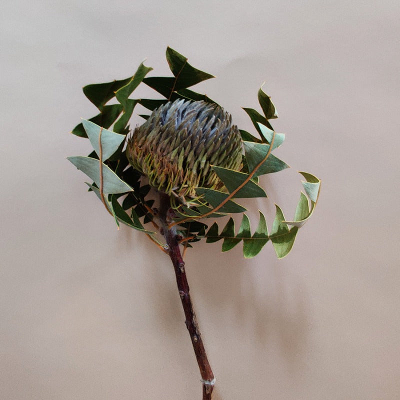 Dried Banksia