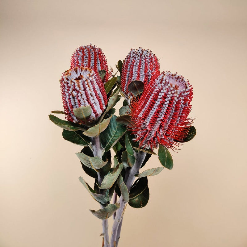 Dried Banksia