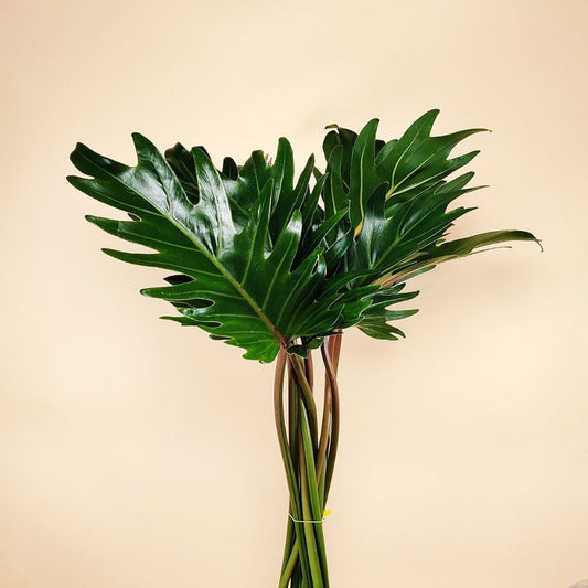 Plant Philodendron