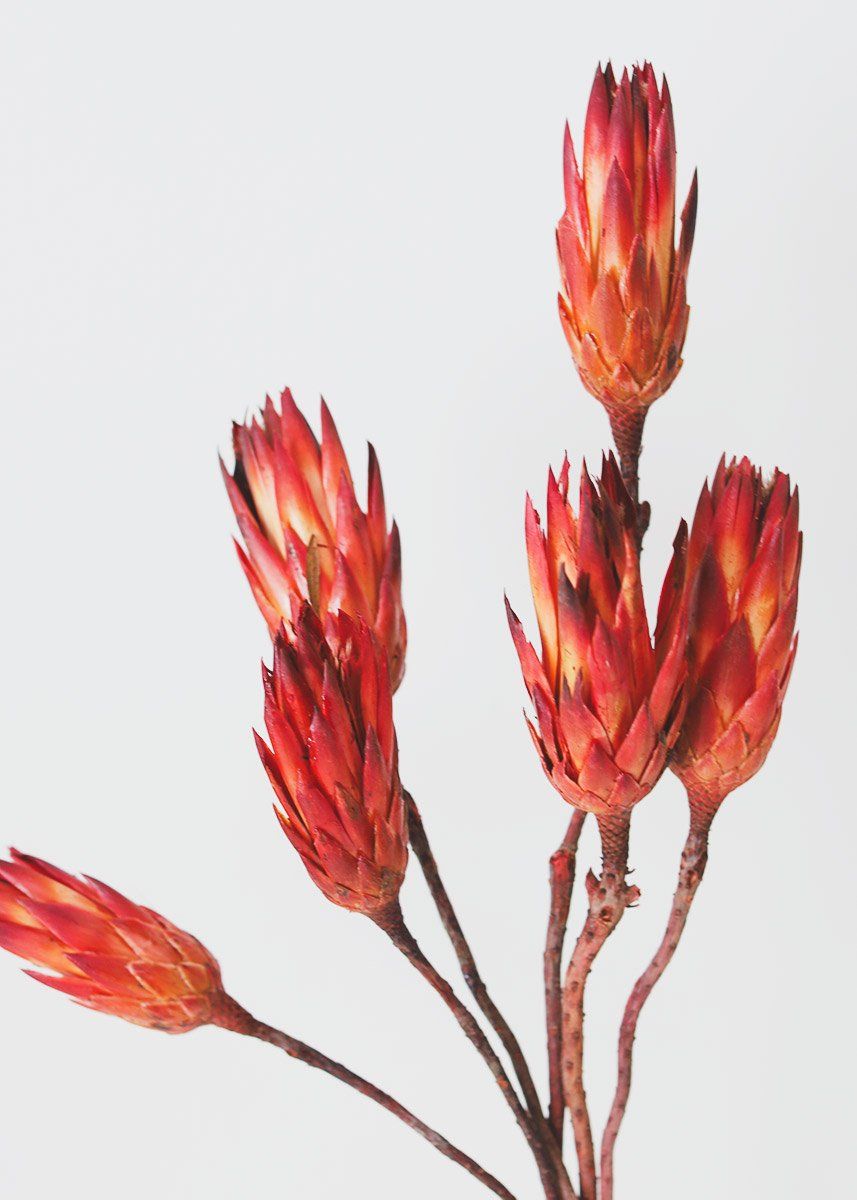 Dried Mini Protea