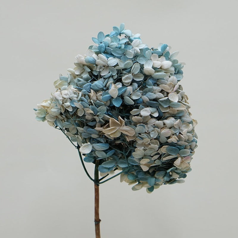 Preserved Hydrangea