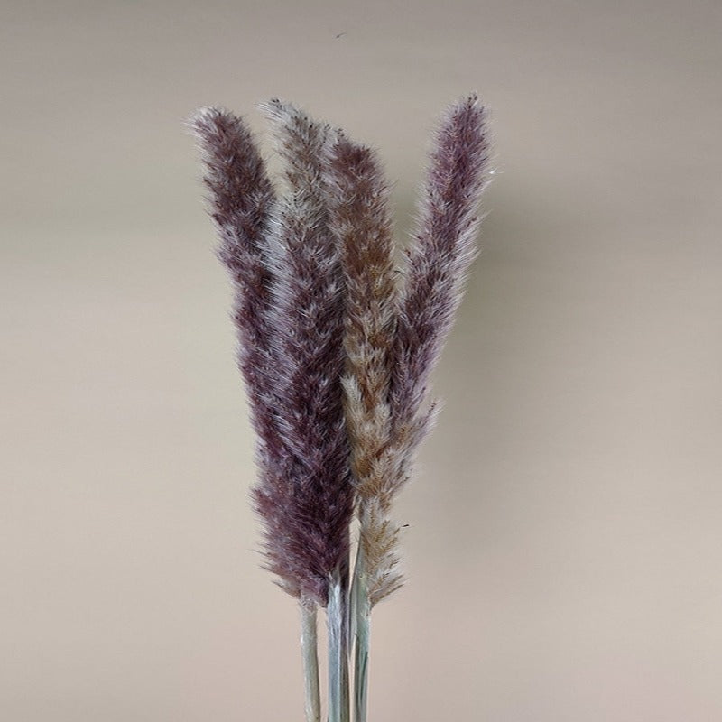 Dried Pampass / Dried Cortaderia