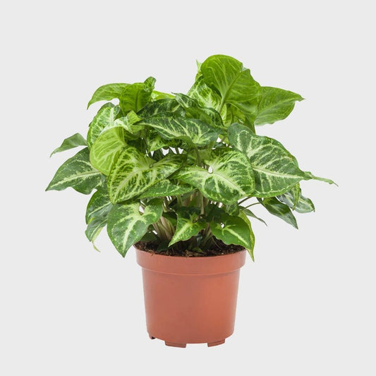 Plant Syngonium